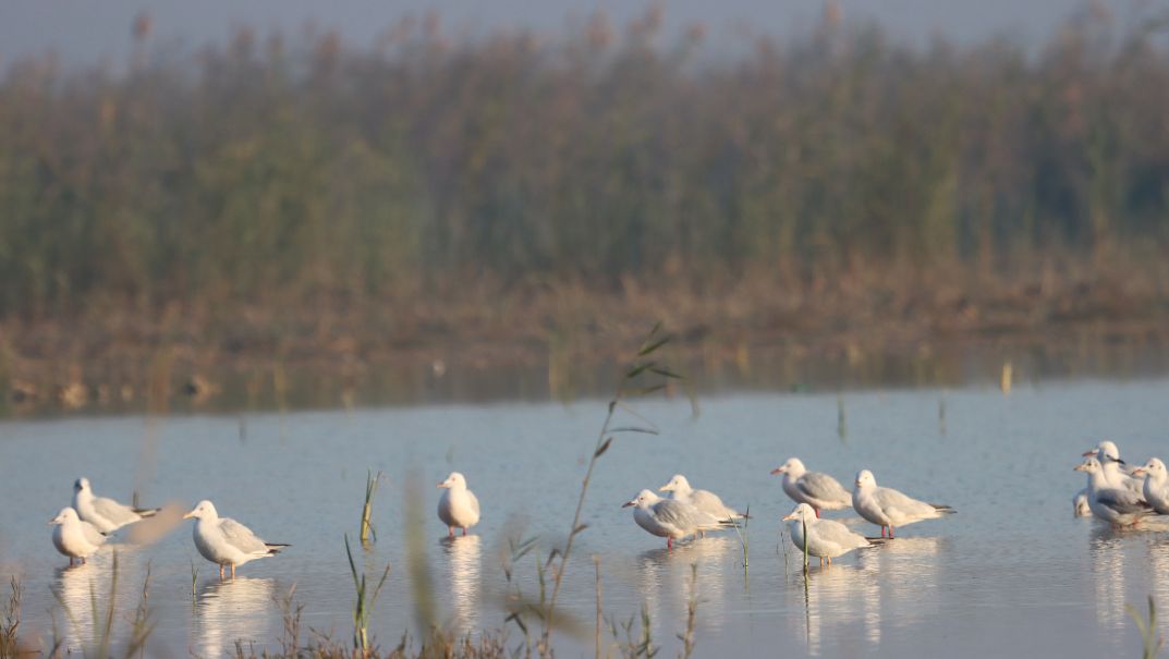 Participated in the assessments for Key Biodiversity Areas (KBAs), Iraq. 2015