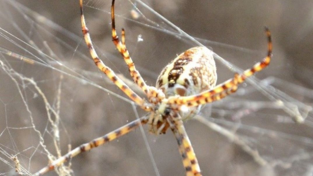 Snakes and venomous species identification and catching in an oilfield in Kurdistan Region of Iraq, 2021